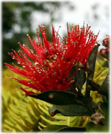 ハワイの植物 オヒア・レフア